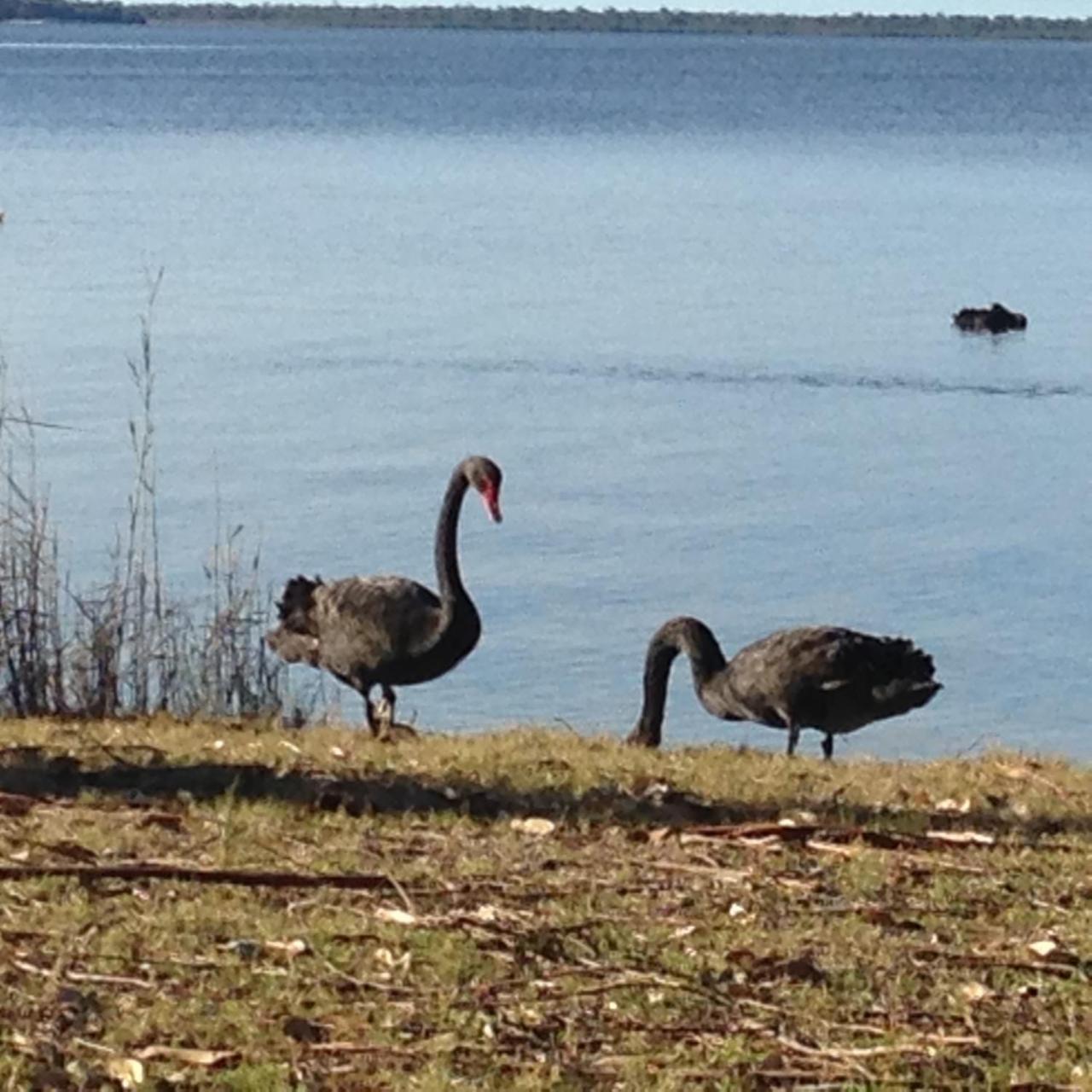 Swan Cove Beachfront Raymond Island Exteriör bild