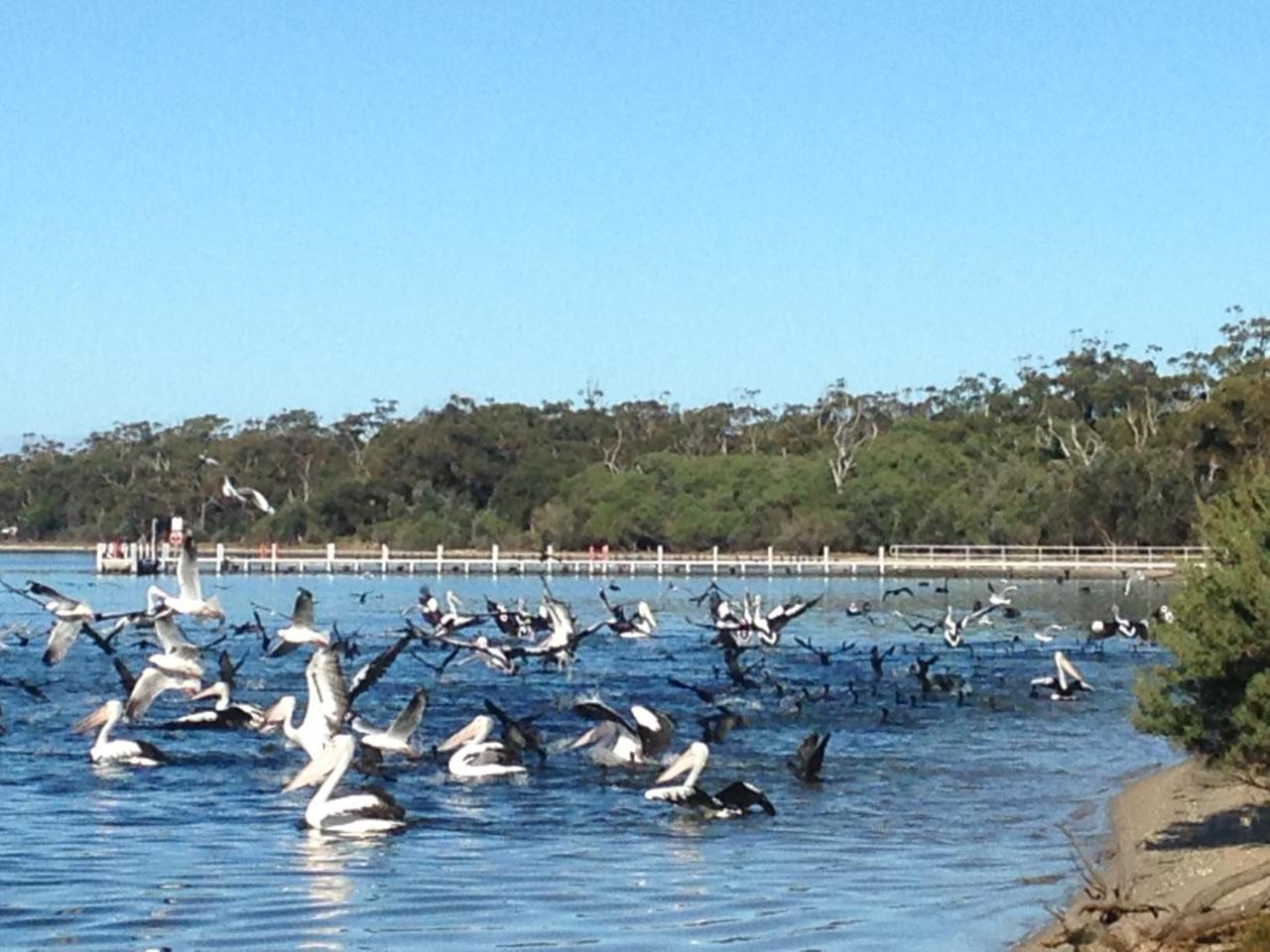 Swan Cove Beachfront Raymond Island Exteriör bild